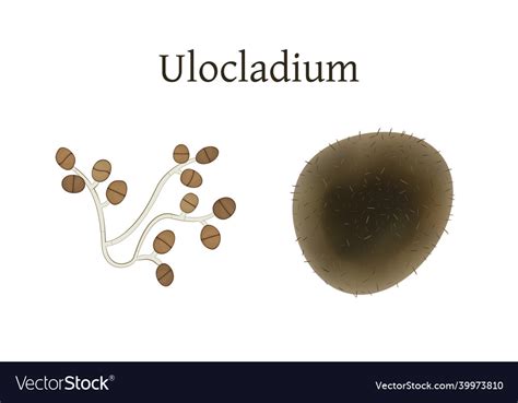 Ulocladium Mold Isolated Royalty Free Vector Image