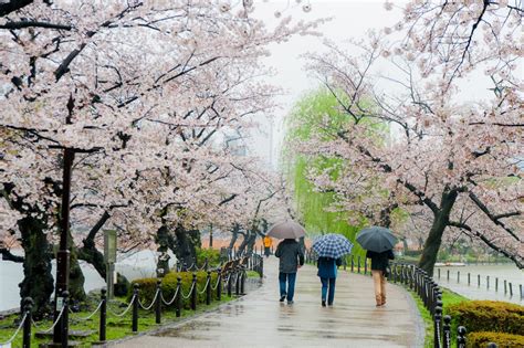 Ultimate Guide To The Cherry Blossom Festival In Japan
