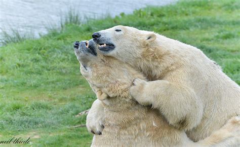 Polar Bear Love Yorkshire Wildlife Park Neil Thiede Flickr