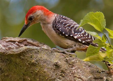 7 Species Of Woodpecker In New Jersey Bird Advisors