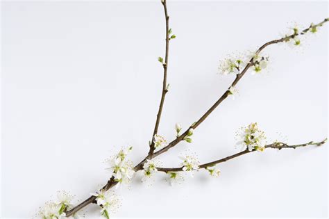 무료 이미지 나무 분기 화이트 잎 봄 생기게 하다 식물학 닫기 플로라 작은 가지 꽃들 싹 꽃 피는 식물