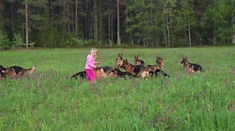 Litle Girl 5 Years Playing With 14 German Shepherds Youtube