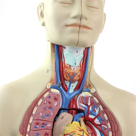 Estudio Modelo Ensamblaje Torso Humano Modelo De Cuerpo 43 Cm Anatomía