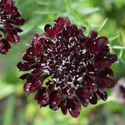 Scabiosa Black Knightpin Cushion Plant Gothic 15 Seeds Etsy
