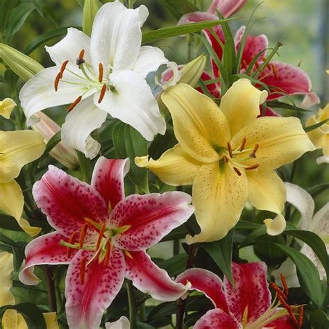 Pin By Lowes On Lilies Bulb Flowers Lily Bulbs Tree Lily