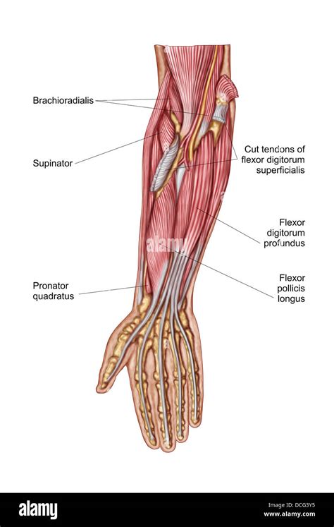 Anatomy Of Human Forearm Muscles Deep Anterior View Stock Photo Alamy Sexiz Pix