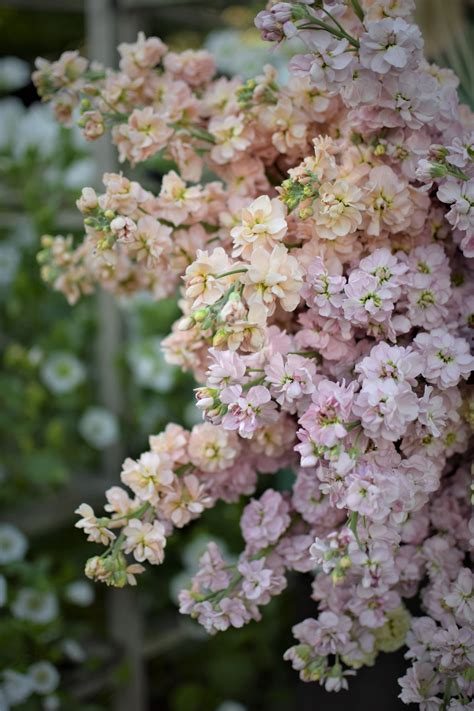 Stock ‘malmaison Pink Zoe Woodward Gardening