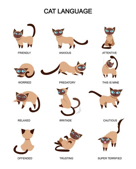 Cat Tail Body Language