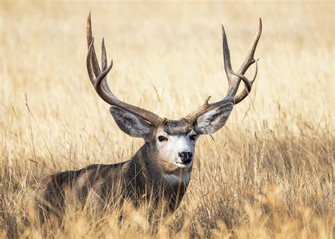 Mule Deer Buck Photograph By Susan Hodgson Fine Art America