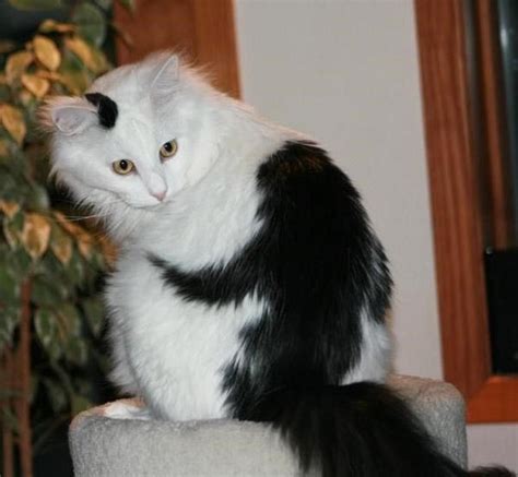 These 25 Cats Have The Most Unique Fur Patterns In The World Cat Fur