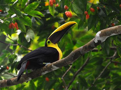 Costa Rica Toucan On Savegre Bird Tour Worldstrides
