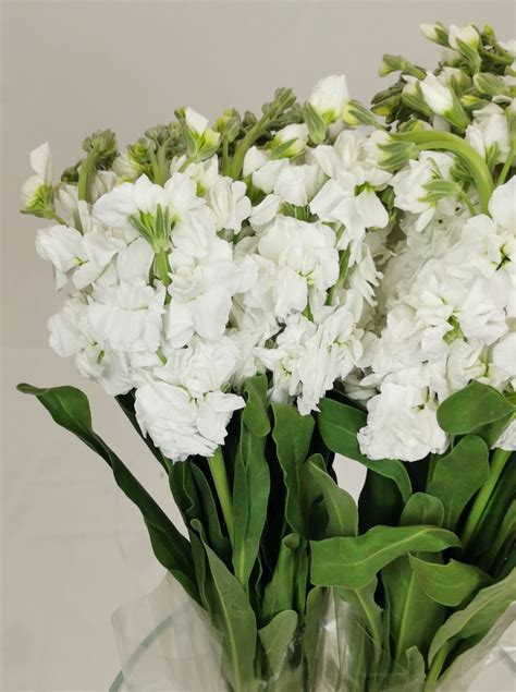 Double Stock White Double Stock Flowers And Fillers Flowers By