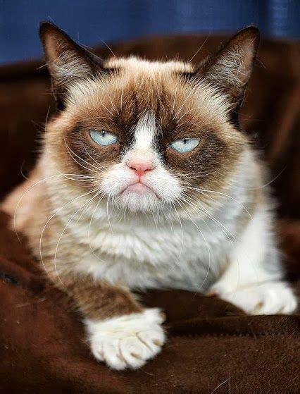 Grumpy Cat Really Cute Animal Pictures Pinterest