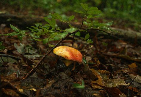 Poria Mushroom 1 Photograph By Douglas Barnett