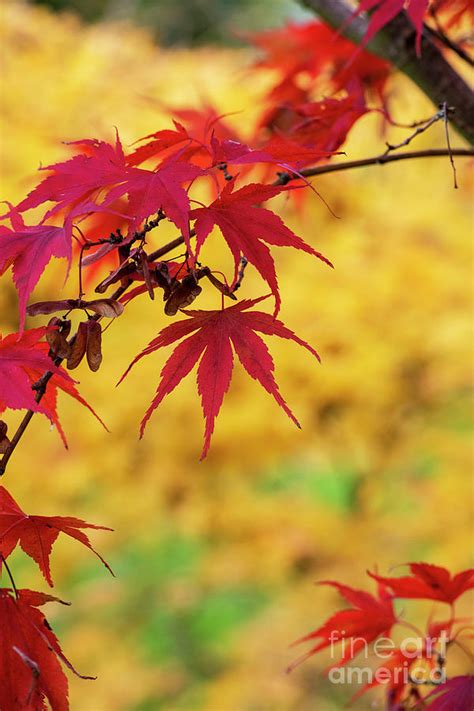 Acer Palmatum Momiji Gawa In Autumn Photograph By Tim Gainey Pixels