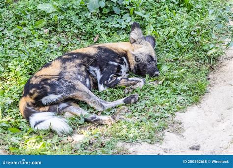 View Of Sleeping Hyena On The Ground Stock Photo Image Of Head Wood