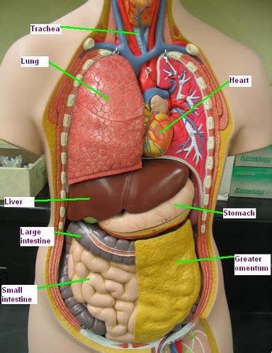 Torso Model Anatomy Labeled Human Body Organ Model Torso Anatomy My