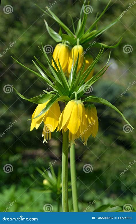 Fritillaria Imperialis `maxima Lutea` Yellow Crown Imperial In Spring