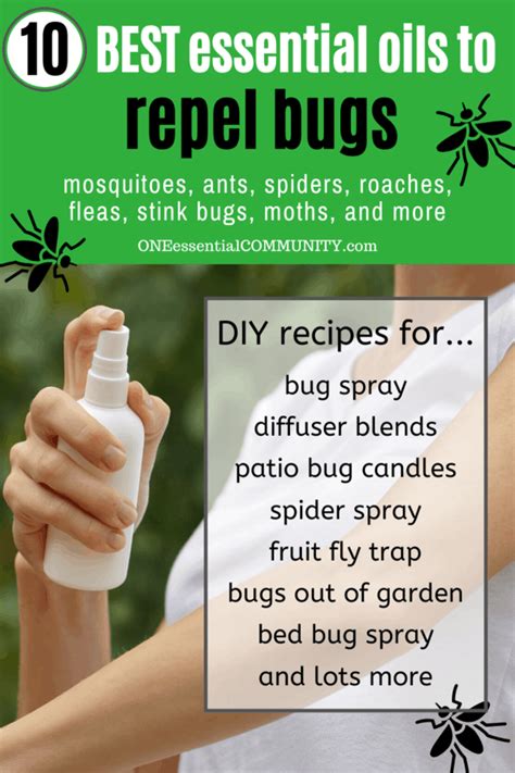 Top 10 Essential Oils That Repel Bugs Bug Spray Recipe Diffuser