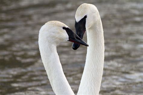 An Adorable Couple Of Trumpeter Swans Trumpeter Swan Swan Cute Couples