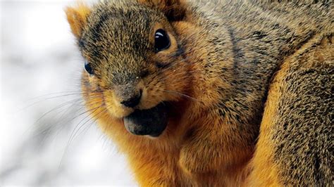 Warm Winter Means Plenty Of Adorable Fat Squirrels The Weather Channel