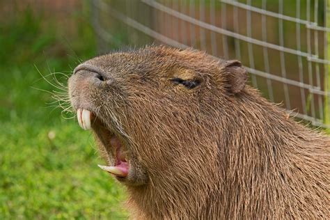 Capybara Hydrochoerus Hydrochaeris Paignton Zoo Devon Flickr