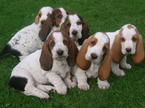 Our goal is to place our basset hound puppies with loving, responsible families who realize the commitment needed to care for and love a if you are interested in our basset hound puppies, check our basset hound puppies for sale page, and please feel free to contact us by email or telephone. beutiful marked basset hound pups | Leek, Staffordshire | Pets4Homes