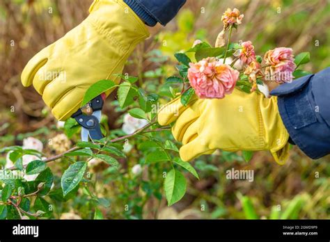 Pruning Rose Bushes In The Fall The Pruner In The Hands Of The