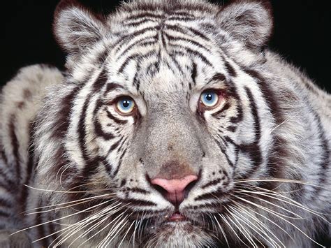 Scientists Discover How White Tigers Got Their Stripes