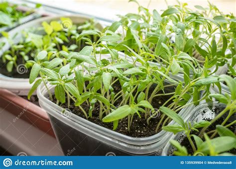 Growing Seedlings Of Tomatoes And Peppers On The Windowsill In Plastic