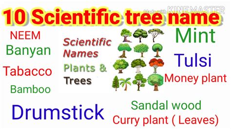 10 Scientific Tree 🌳 Names General Knowledge📚 Youtube