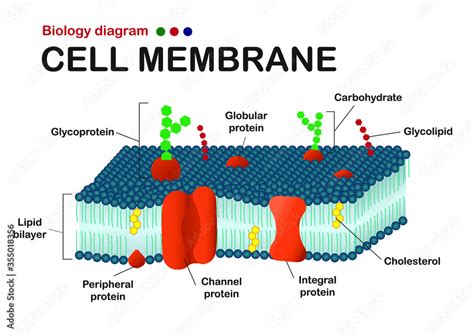 Biology Diagram Show Structure Of Cell Membrane Or Plasma Membrane