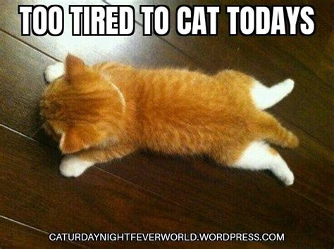 kitten too tired to cat meme funny cat memes cat today cat memes