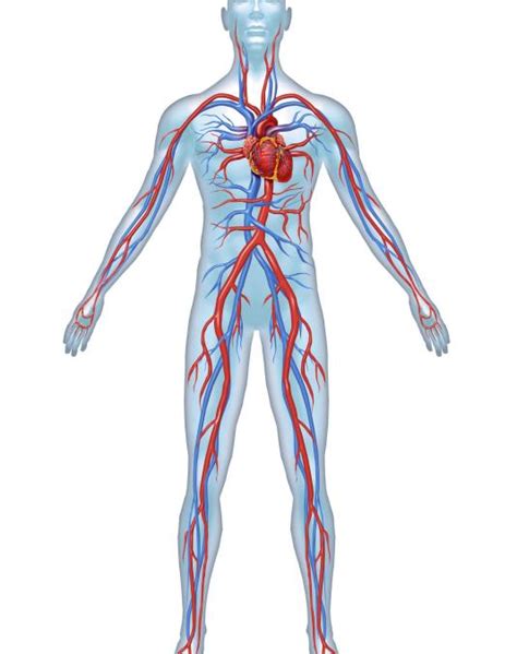 Brevi Cenni Di Anatomia L Apparato Cardiocircolatorio