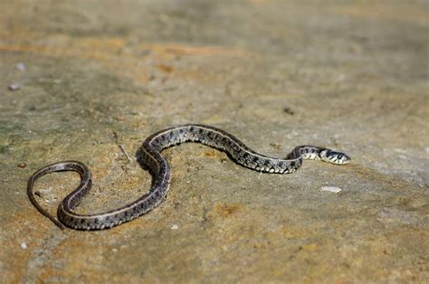 I Saw This Little Snake Yesterday It Was On A Lake Shore What Species