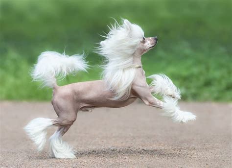 Chinese Crested 10 Hunting