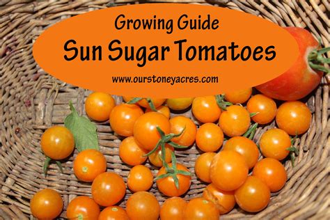 Sun Sugar Tomatoes A Great Cherry Tomato Our Stoney Acres Best