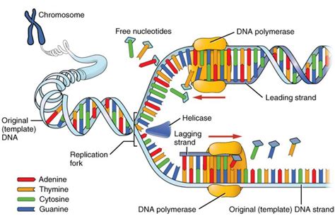 Dna Replication Process And Steps