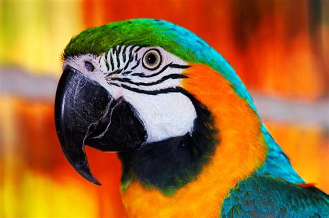 Macaws And Parrots A Gallery On Flickr