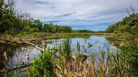 Free Images Landscape Tree Forest Marsh Wilderness Meadow Lake