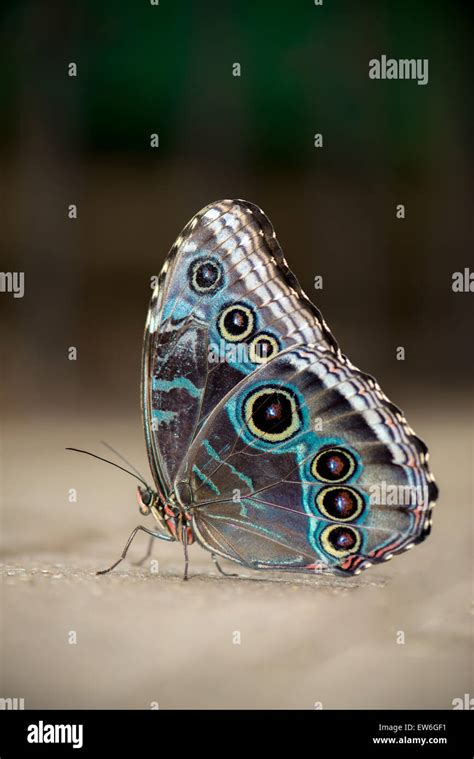 Morfo Azul Mariposa Masculino Fotografía De Stock Alamy