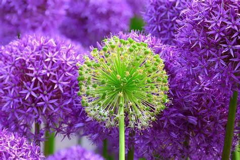Allium Giganteum What Is Its Flower When To Plant It And How To Care