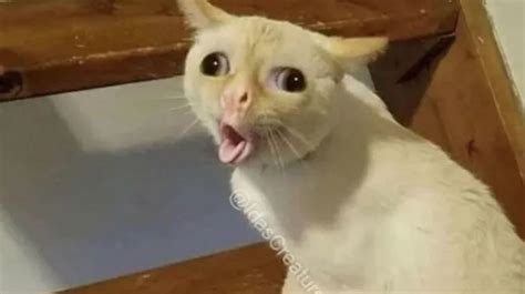 Coughing Cat Know Your Meme