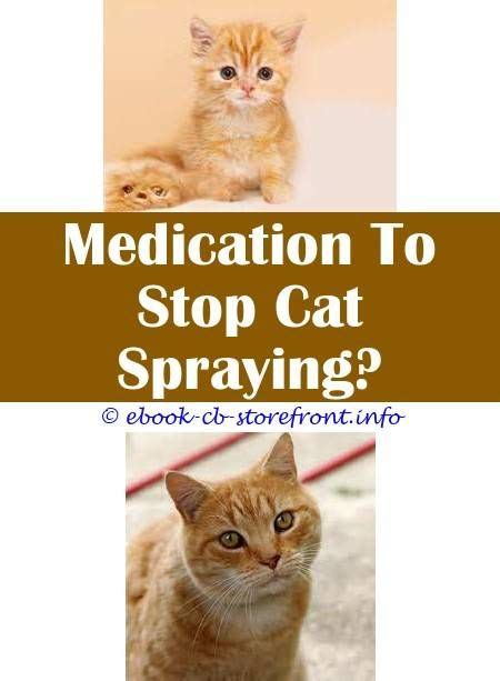 If your cat has been spayed or neutered for several weeks but still appears to be sexually active, the first thing you should do is call your vet. 6 Vigorous Tips: Cat Spray Bottle Reddit cat spraying on ...