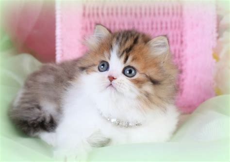Like all cats, the munchkin will need proper care to flourish. Teacup Persian Cats, Teacup Persian Kittens, miniature ...
