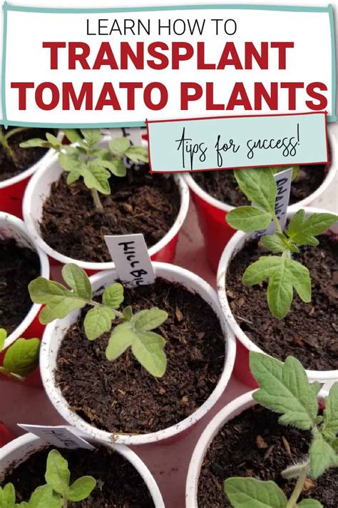 How To Transplant Tomato Seedlings