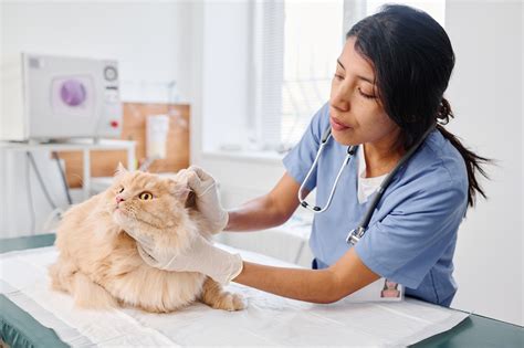 5 Signs Your Cat Has Diabetes Ask A Cat Vet Today