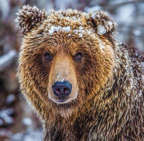 Beautiful Grizzly Bear Credit Paul Nicklen Grizzly Bear Bear
