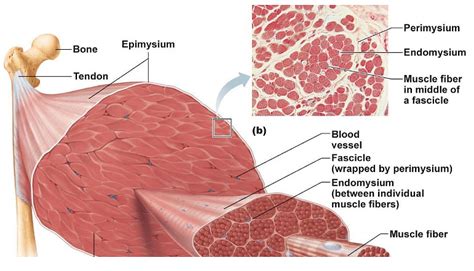 Muscular Tissue Types Anatomy And Physiology