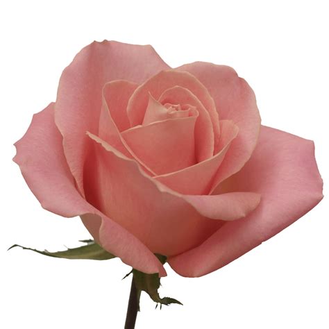 Beautiful Antique Light Pink Roses For Sale Pink Roses Light Pink